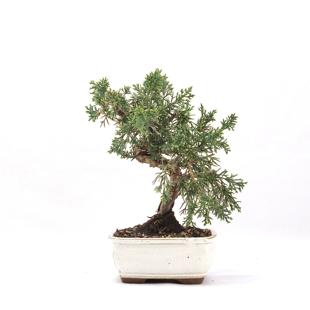 Chinesischer Wacholder 'Juniperus chinensis kyushu'